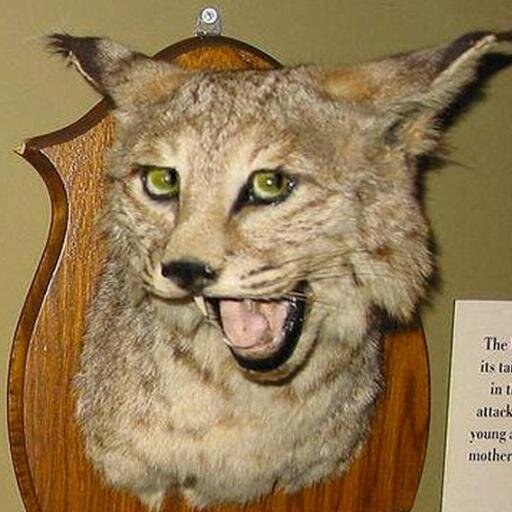 Dashkin_here's profile picture. 