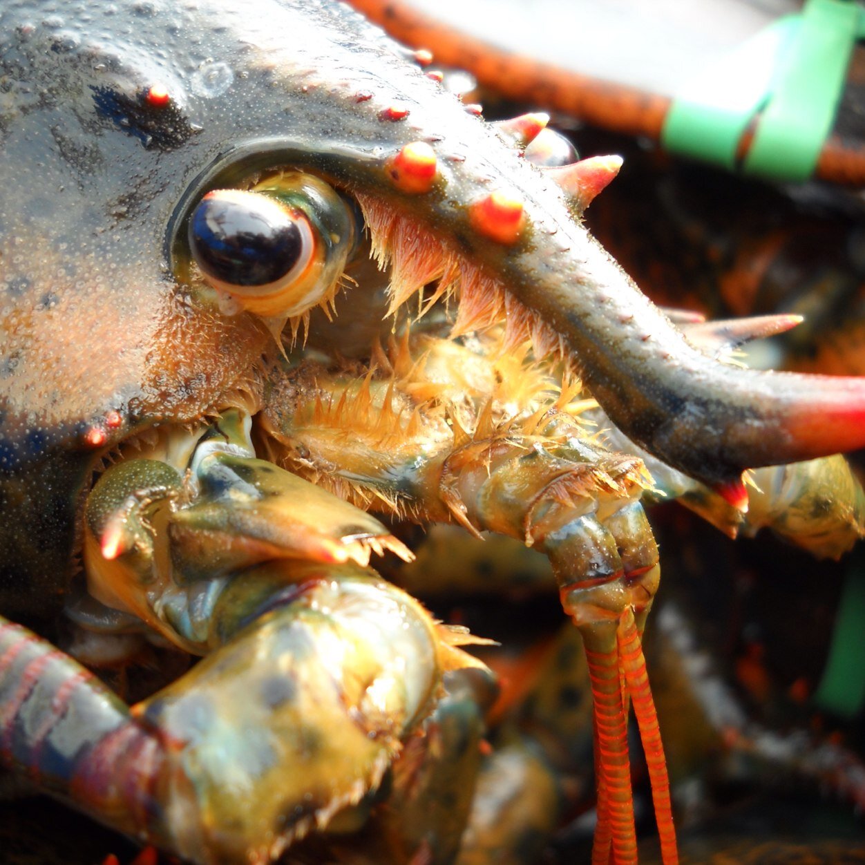 We are fishermen, learning to Tweet, working together for a sustainable way of life. Our fisheries employ more than 2000 direct jobs here in SW New Brunswick.