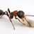 pseudomyrmex's profile image