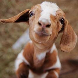 @GoatOfTheDay