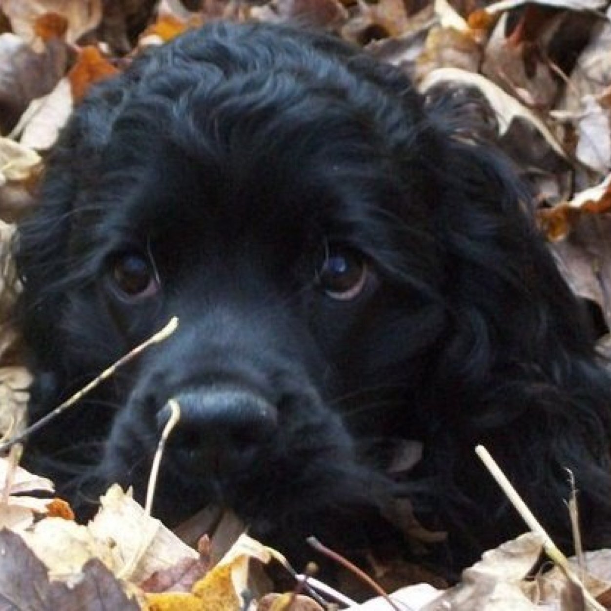 jax_the_doggy's profile picture. My name is jax. Im an American Cockerspaniel.
