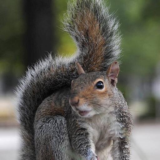 Squirrel fan, Rails to Trails cyclist.