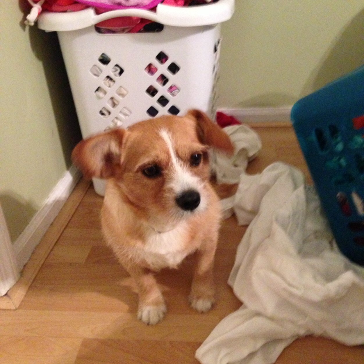 joyalyssa5's profile picture. 