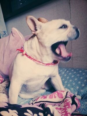 HaaALUU524024's profile picture. そろそろ、ほしいよね、カレシ