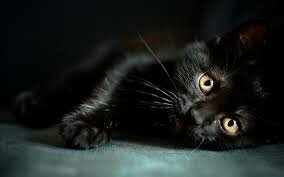 Full black tom with amber eyes, nice most of the time but gets angry fast. Mom @MisfitPride Dad @FrancisFeline1 1 moon.
