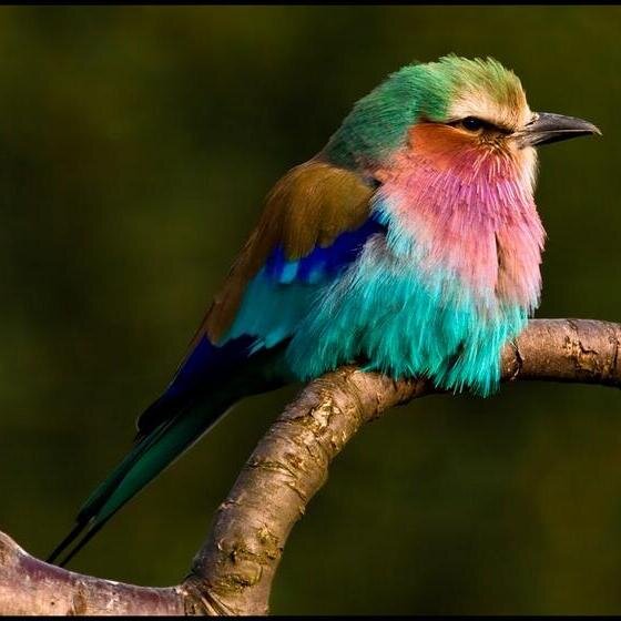 Animal species from A to Z and beyond.