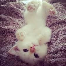 I'm cute and I knowz it