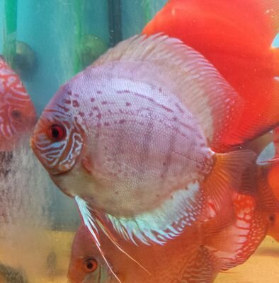 Discus_Ticino's profile picture. 