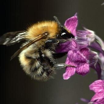 Tweeting photos added to our Flickr group:  https://t.co/Fo9xummWbY   Run by @wildlife_uk