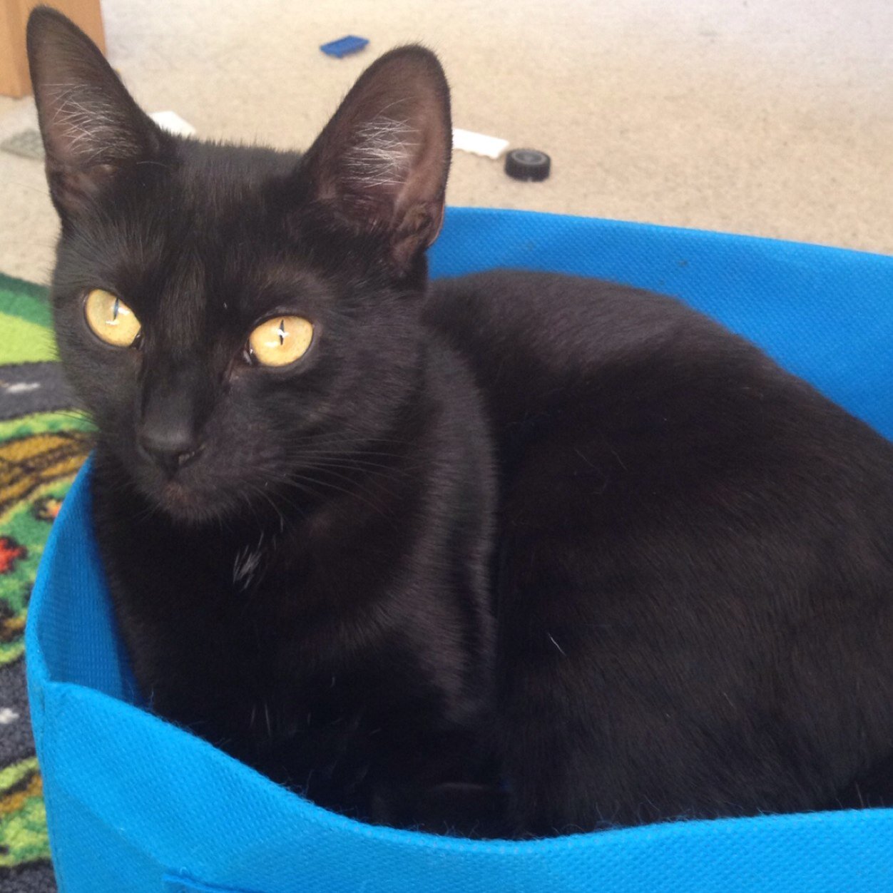 ievaMelehova's profile picture. 