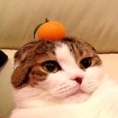 イヌも好きやで(# ﾟДﾟ)　そんなミーコの恋するつぶやき　(=ﾟωﾟ)ﾉﾖﾛｼｸﾀﾉﾑﾖ