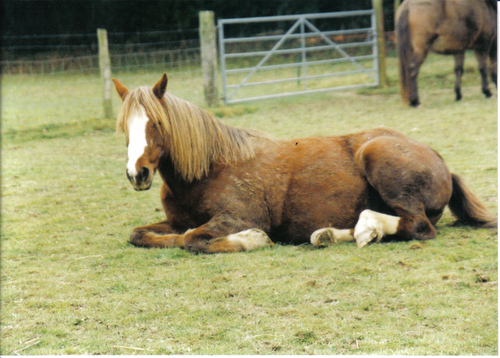 we are a reg charity 1101452 we rescue horses in kent and the uk. we have 28 acres of woodland and farmland With nature trials and conservation