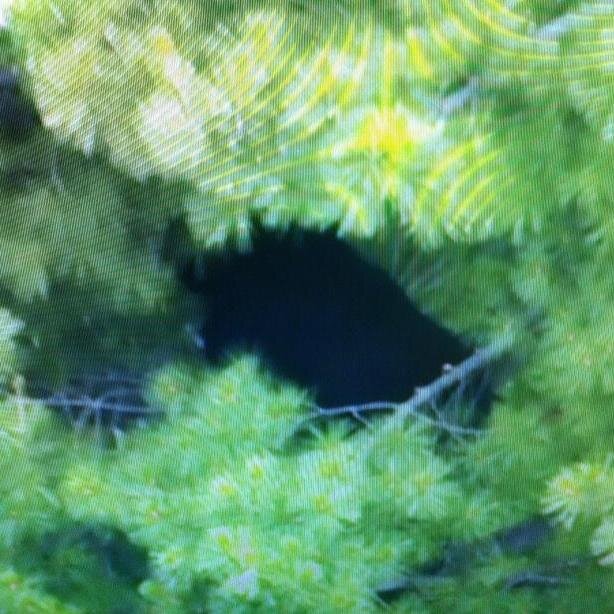 bethesdabear's profile picture. I went for a walk on NIH Campus and climbed a tree. My life will never be the same.