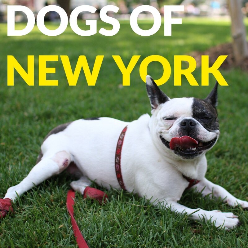 dogsofnyphotos's profile picture. 