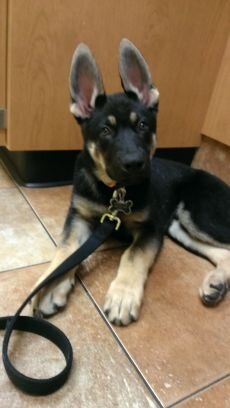 Pottstown Petsmart Salon Leader