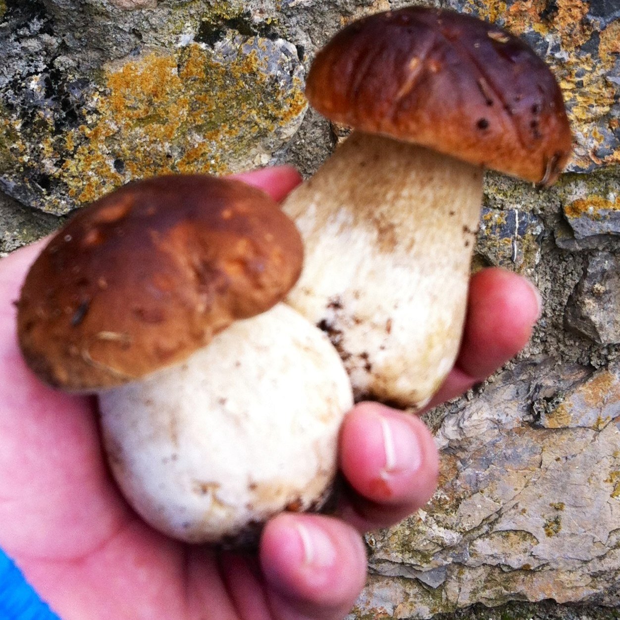 MichaelGaranto's profile picture. Я живу в Барселоне. English teacher. Català, fan de la bona cuina, dels bolets, de la muntanya, del Júpiter i del Barça. In love with my wife and my son.