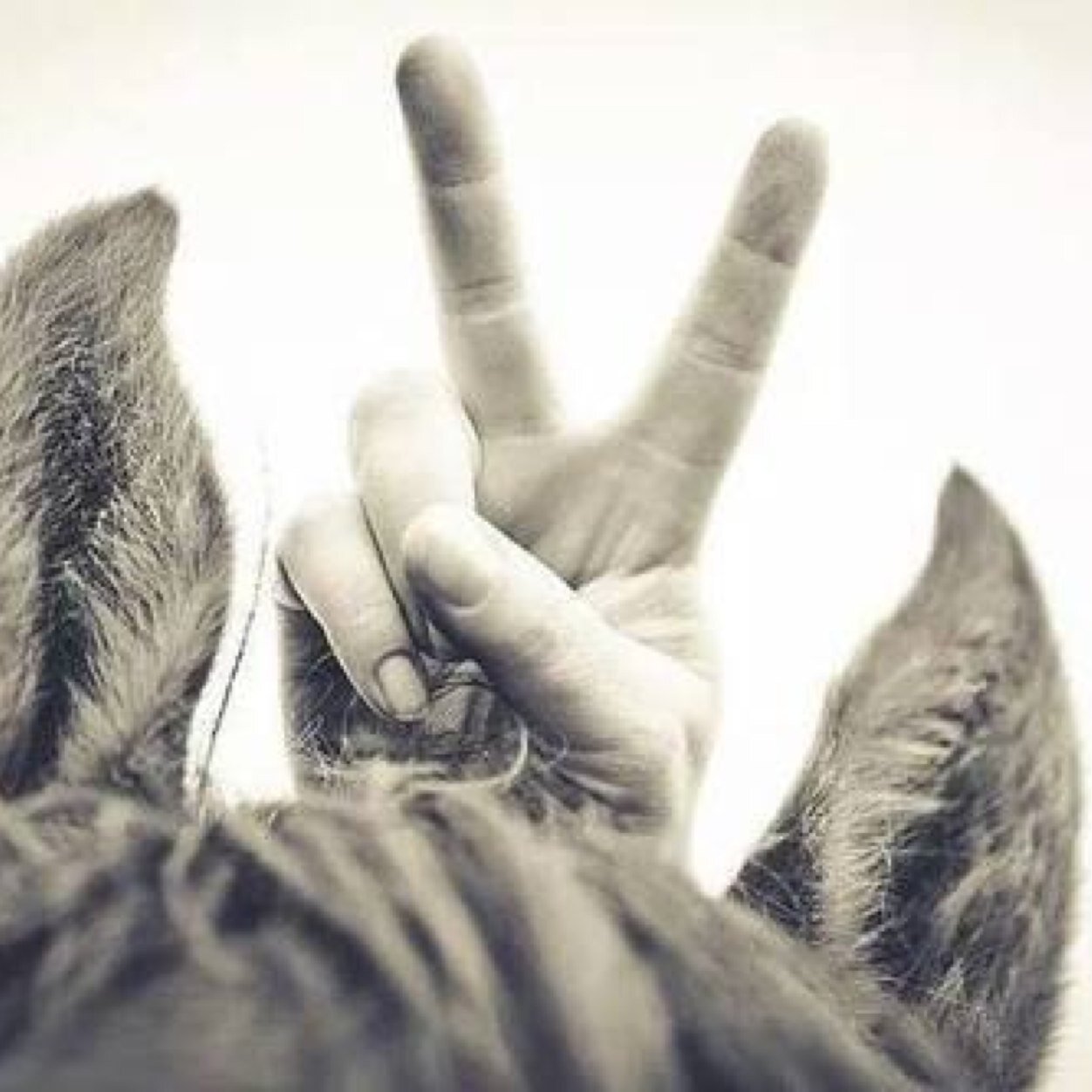 Horses change lives. They give our young people confidence and self-esteem. They provide peace and tranquility to troubled souls. They give us hope.