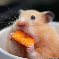 KimHagner's profile picture. 