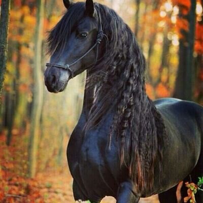 ‏‏‏منصوفة الطوول والرزه *حبآبيه*