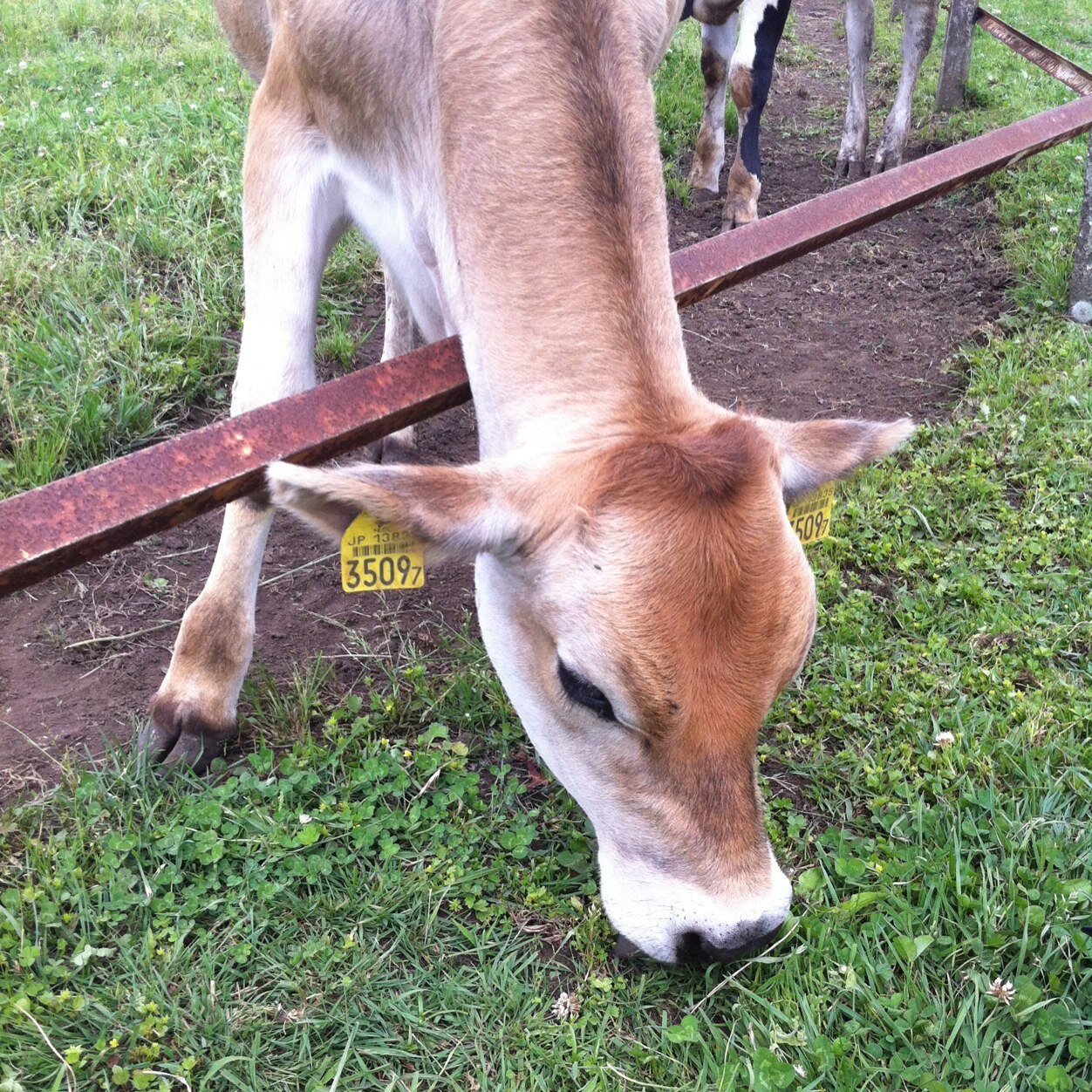 04518619's profile picture. アイスを食べると喜びます。猫はインスタで