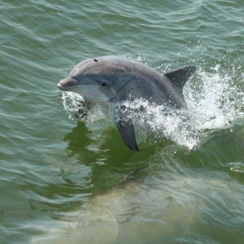 We are a Dolphin Watching/sightseeing, and Fishing company located in Virginia Beach, Virginia! Give us a call at 757-425-3400 for more information!