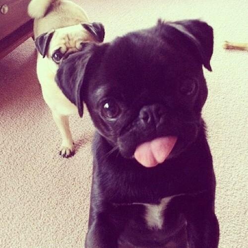 Beautiful pics of animals follow & enjoy,