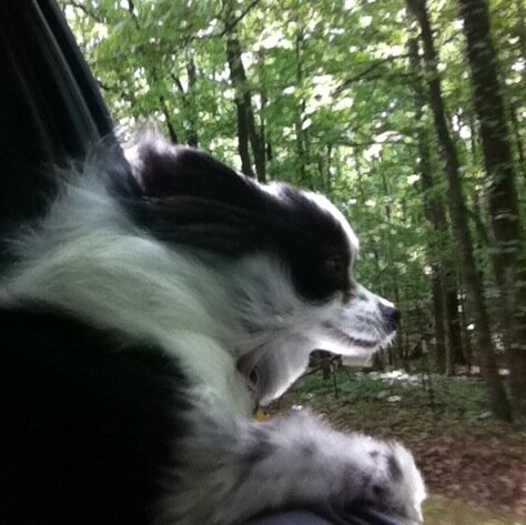 tweetnpoppy's profile picture. Snuggle bug, car rider, loves to travel, fruit and vegetable fanatic and advocate for spaying/neutering and adopting shelter pets!