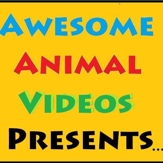 My videos and funny memes are sure to make any animal lover Laugh til they Drop!...You will never view your pets the same Ever Again!