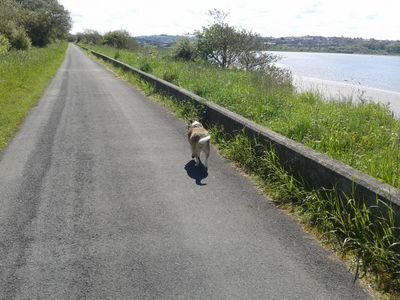 tashjreid's profile picture. 