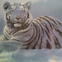 gnasher45's profile picture. 