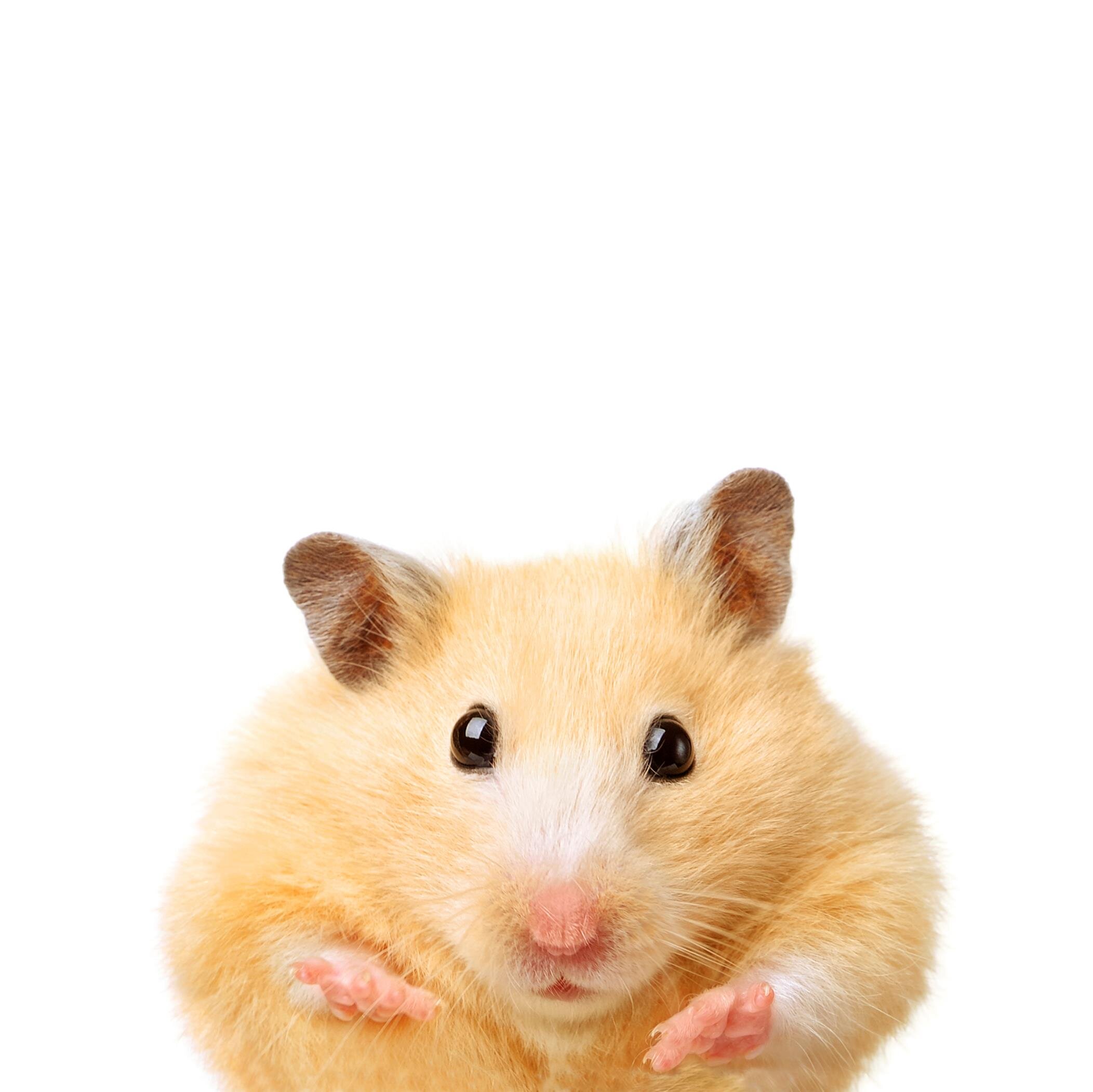 Natural Homemade Wholesome Treats
for Rabbits, Guinea Pigs, Chinchillas & Degus