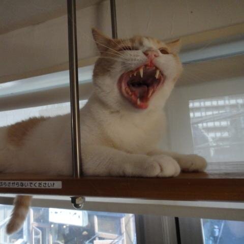 catroomこるね店員s Catroomkorune Twitter catroomこるね店員s Catroomkorune Twitter