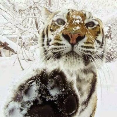 AmurLisp's profile picture. 