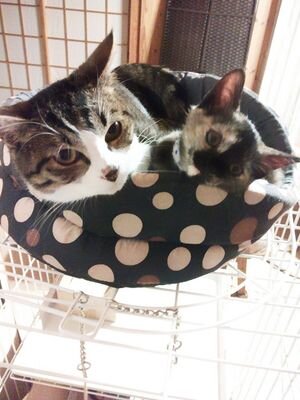 愛猫２匹のつぶやき(=･ω･=)                                      

(キジシロ   レミィ12歳♀/サビ   クー11歳♀)

           　　あとは主婦ネタ。