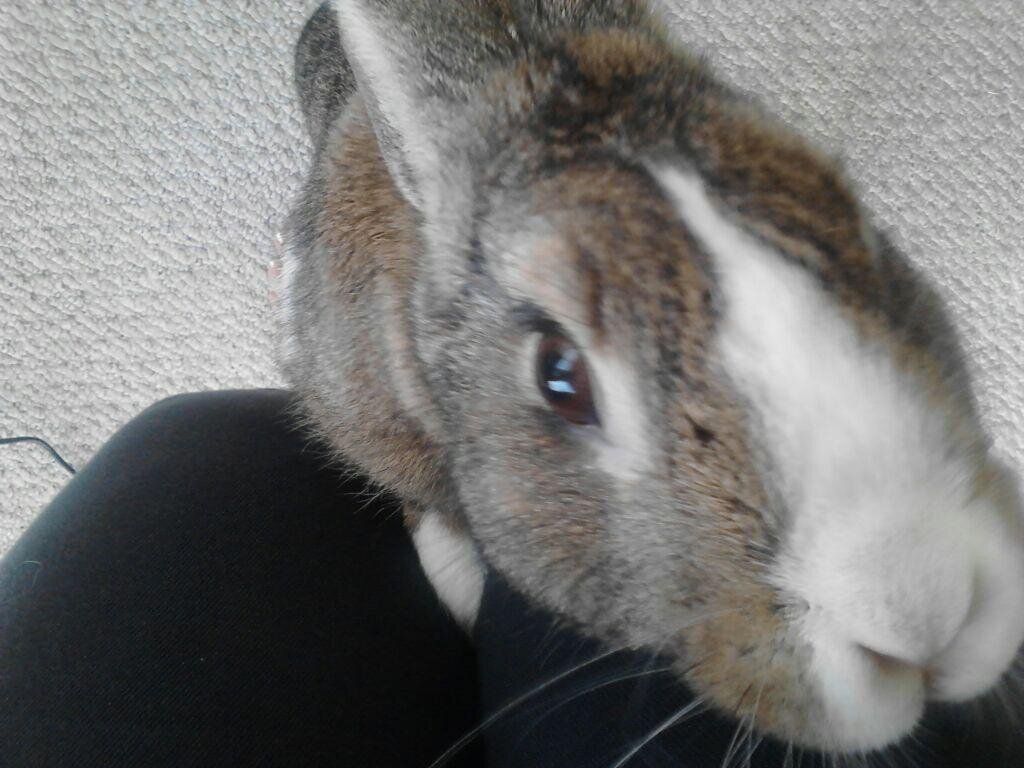 AGrowlyBear's profile picture. Describe myself in 160 characters? Do they all have to be fictional?