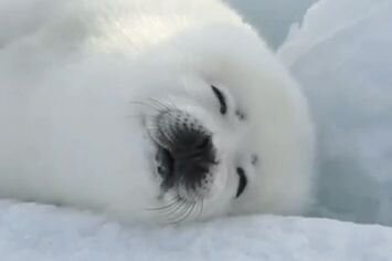 Harpseal_bt's profile picture. 멸종위기종은 아니지만 열심히 귀여울게요!