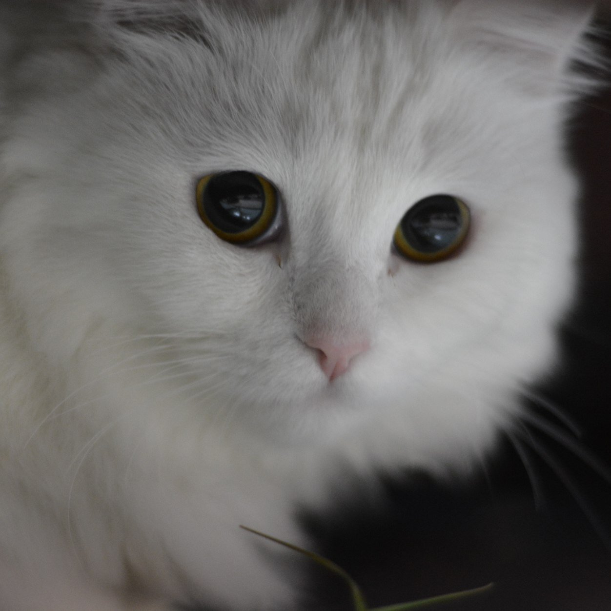 rana_aye's profile picture. 