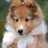 Loveshelties2's profile image