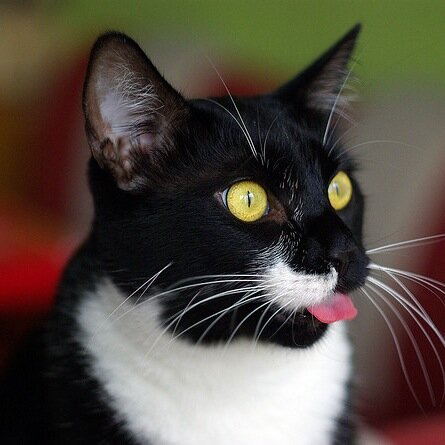 Because herding cats ain't easy.