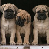 Bullmastiff Hub (@bullmastiffhub) 's Twitter Profile