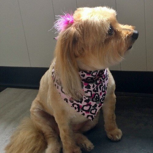 DPerdrizet's profile picture. Revolutionizing the Dog Grooming Experience. Cage Free/Stress Free. Owner Operated. 7 days a week