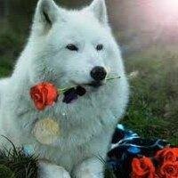 lightwolf9000's profile picture. 