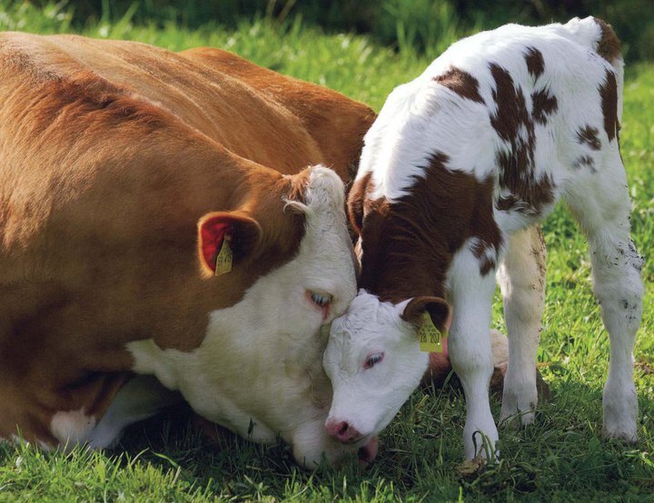 @sialveganismo