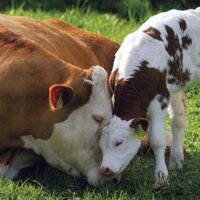 Liberación Animal (@sialveganismo) 's Twitter Profile Photo Liberación Animal (@sialveganismo) 's Twitter Profile Photo