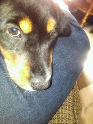 2 months old Puppy