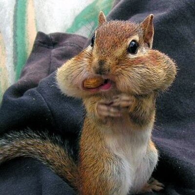 BuelCrystal's profile picture. Organic gardener, real estate lover, animal love, Love to move and shake no time for slowing down!