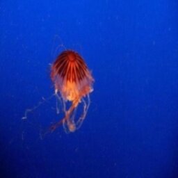 silvatw1753's profile picture. ** Follow me i will follow you back **