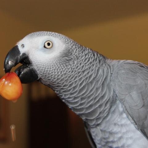 Bibi is a brilliant, talkative 14-yr-old African Grey parrot.
Do you like Bibi the Bird? You are SO SMART!!
Fan mail: BibiBurps@gmail.com