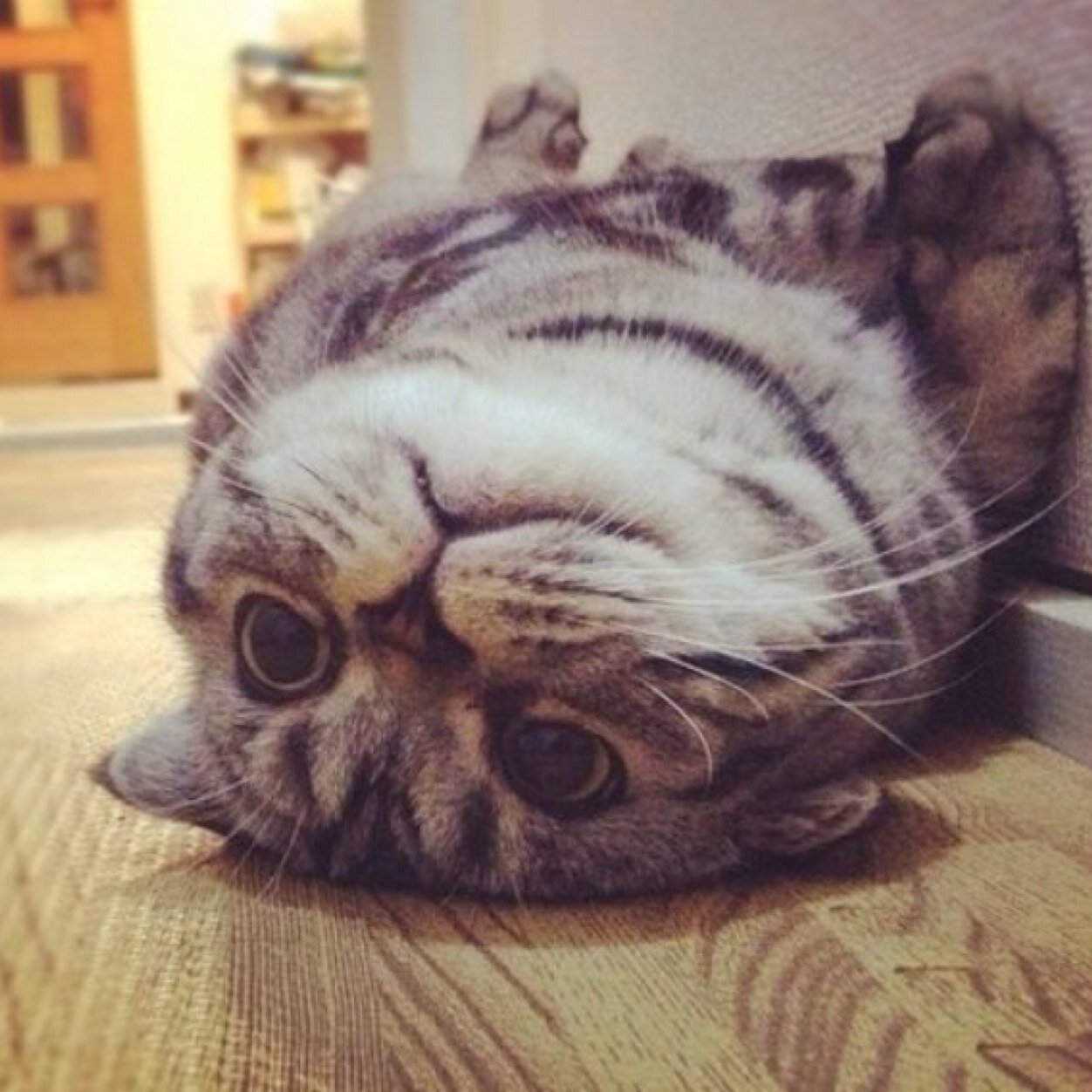 I LOVE CATS!!!