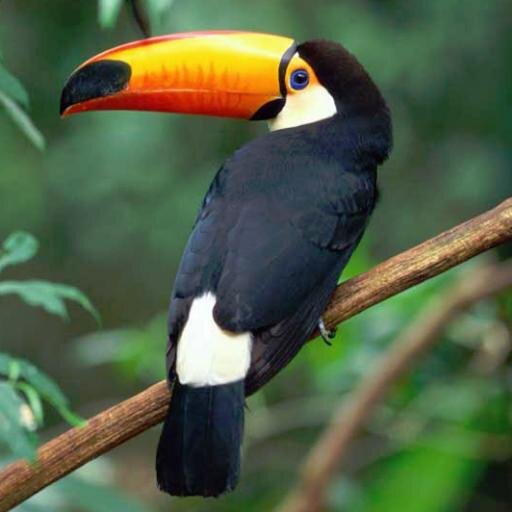 voiseofreazon's profile picture. 